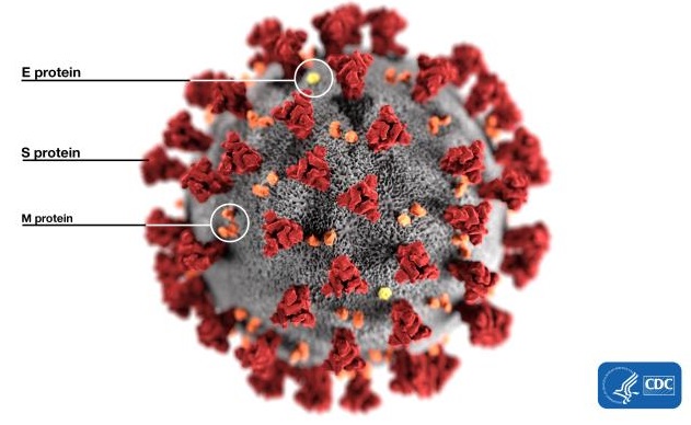 An illustrated visualization of the SARS-CoV-2. Image credits: CDC/Alissa Eckert.